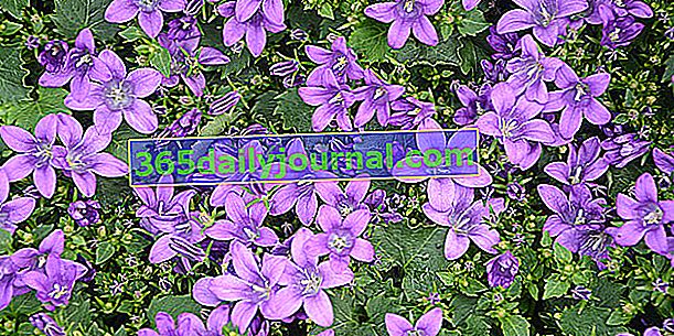 Bellflower de pared (Campanula portenschlagiana), en rocalla con flores de color púrpura