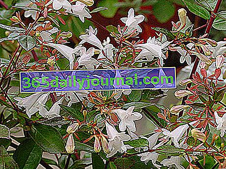 Отглеждане и поддържане на Abelia (Abelia) - Многогодишен градински храст