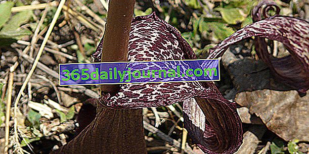 Arum rogaty (Sauromatum venosum), zabawny kwiat