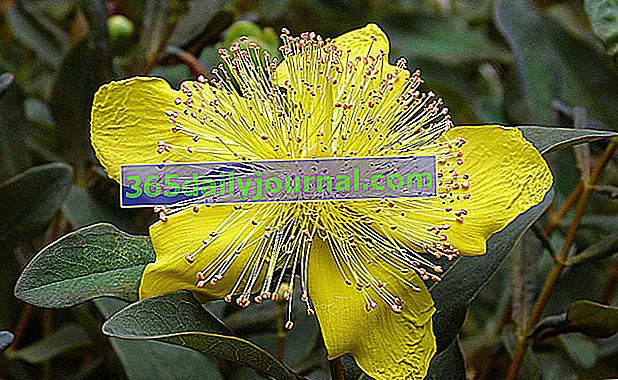 Звіробій звичайний (Hypericum spp.), Жовті вишикувальні квіти