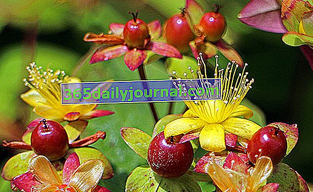 Жълт кантарион, жълти цветя и плодове