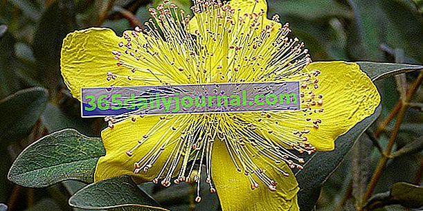 Hierba de San Juan (Hypericum spp.), Flores de revestimiento amarillo