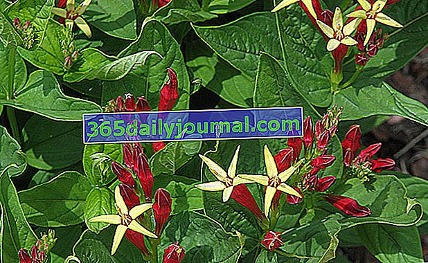 Maryland spigelia (Spigelia marilandica) alebo indická ružová