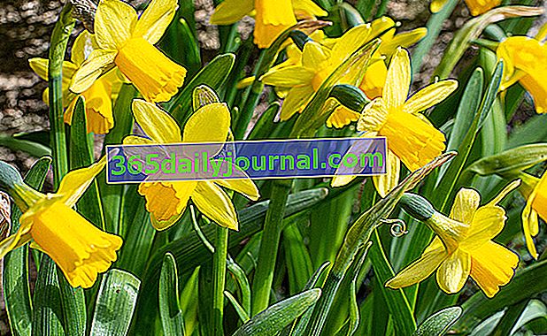 Narciso o narciso (Narcissus spp.)