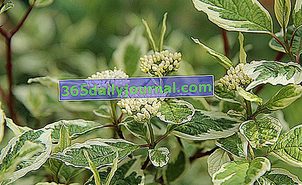 cornus alba 'variegata'