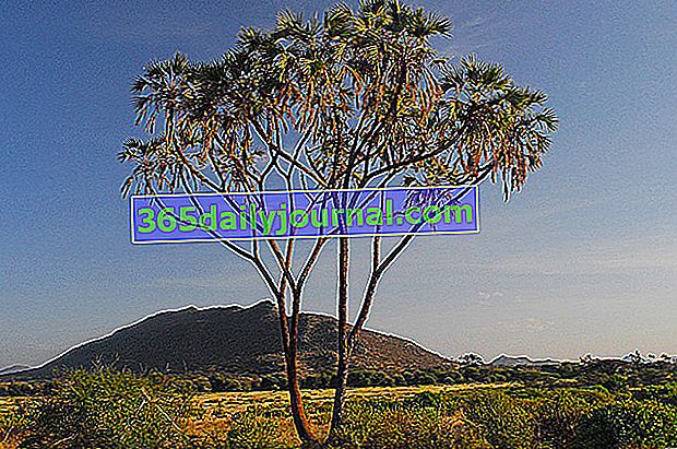 Palma doumová (Hyphaene thebaica) s rozvetveným kríkom