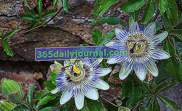 Flor de la pasión azul (Passiflora caerulea), un pequeño escalador frío