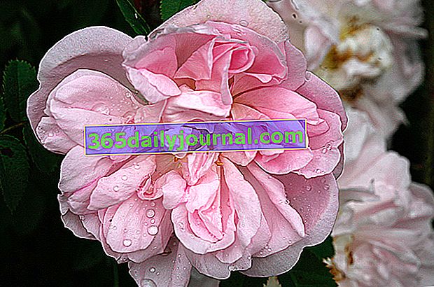 Róża 'Stanwell Perpetual'