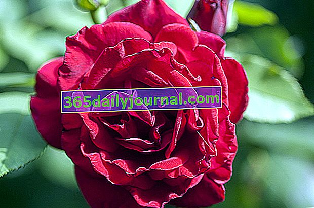 Rosa 'Perfume rojo' 