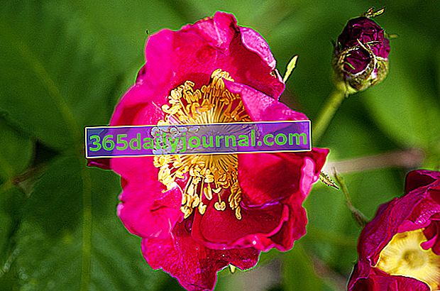 Rosa gallica splendens