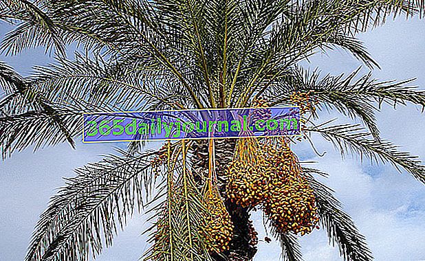 Palmera datilera (Phoenix dactylifera), palmera datilera