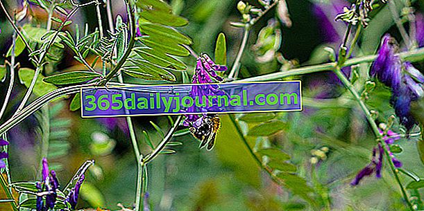Vika obecná (Vicia sativa) také zelený hnoj