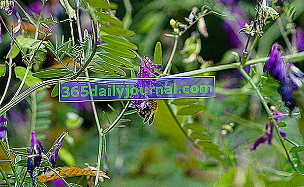 Vika obecná (Vicia sativa) také zelený hnoj