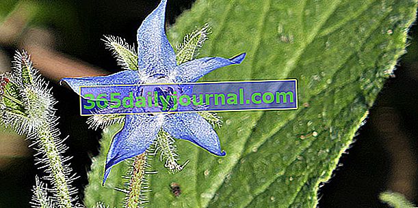 Hodan (Borago officinalis), Omega-6 açısından zengin