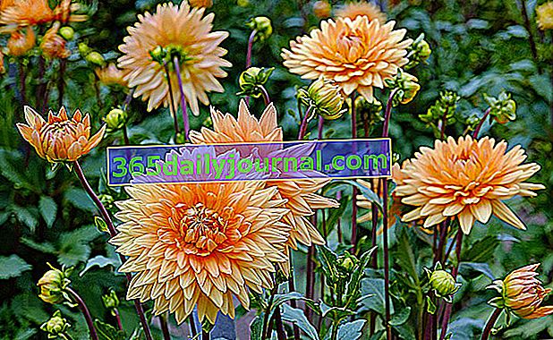 Dahlia (Dahlia), květina mnoha barev