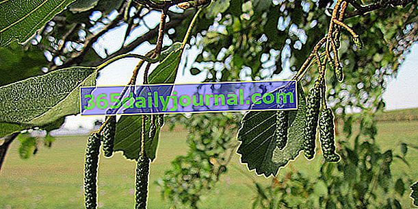 Olcha (Alnus spp.), Drzewo o ubogiej glebie