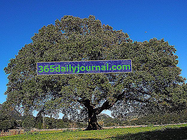 Árbol de alcanfor (Cinnamomum camphora)