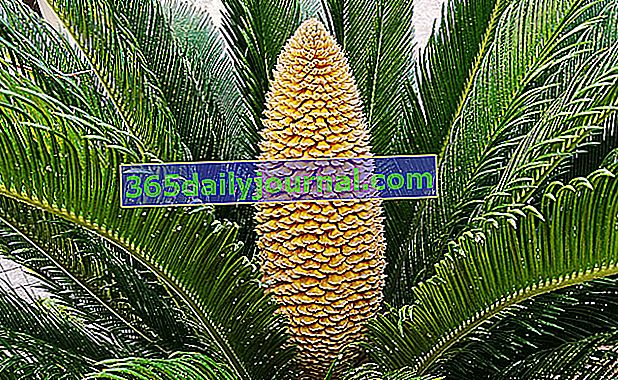 Palma falsa (Cycas revoluta) o palma de sagú