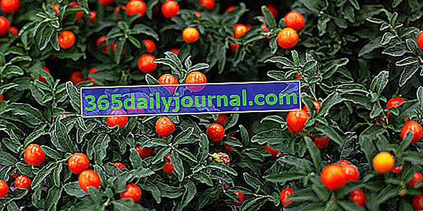 Milujte jabloň (Solanum pseudocapsicum) alebo milujte čerešňu