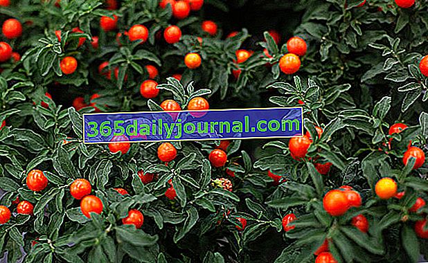 Láska jabloň (Solanum pseudocapsicum)