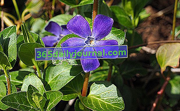 bígaro, flor de sombra