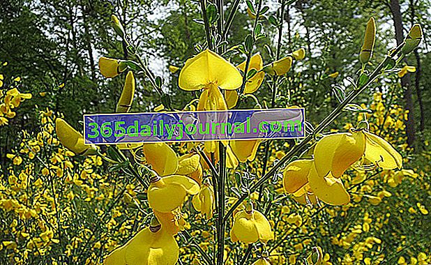 Škotska metla (Cytisus scoparius)