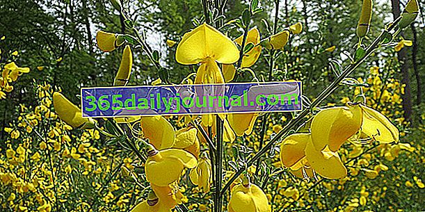 Шотландска метла (Cytisus scoparius), жълти цветя през пролетта