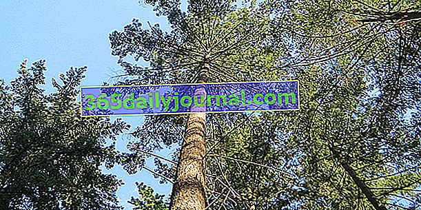 Пихта Дугласа (Pseudotsuga menziesii), древесина, обладающая естественной устойчивостью к гниению.