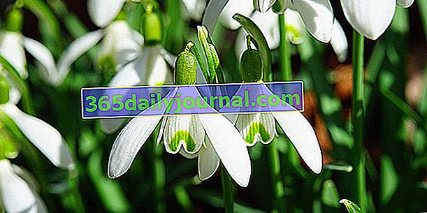 Campanilla de las nieves (Galanthus nivalis), corazón de flor de invierno