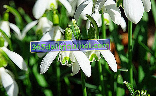 Campanilla de las nieves (galanthus nivalis)