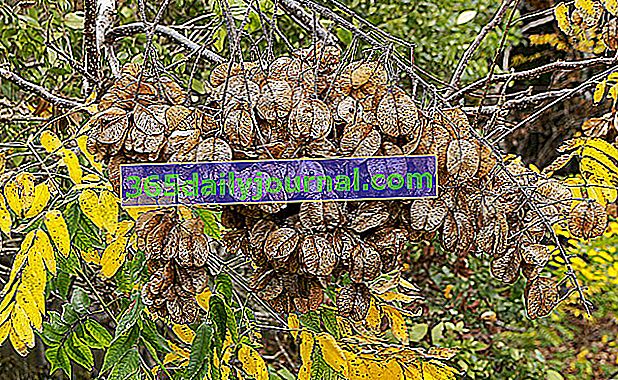 Posuda za sapun (Koelreuteria paniculata), stablo lampiona