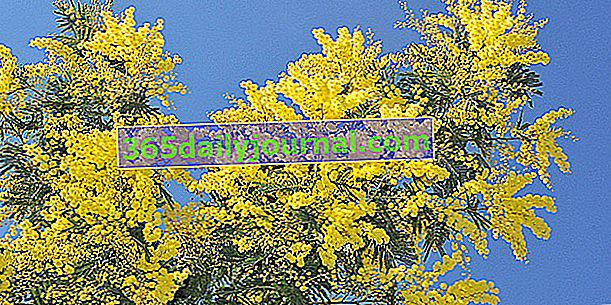 Mimoza (Acacia dealbata), dišeče zlate kroglice z Azurne obale