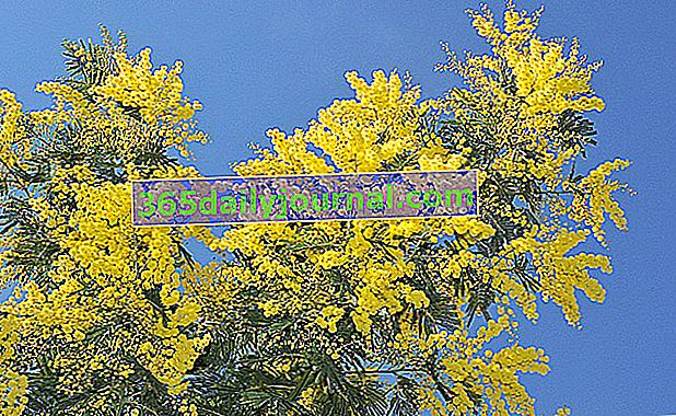 Mimosa (Acacia dealbata), bolas de oro perfumadas de la Costa Azul