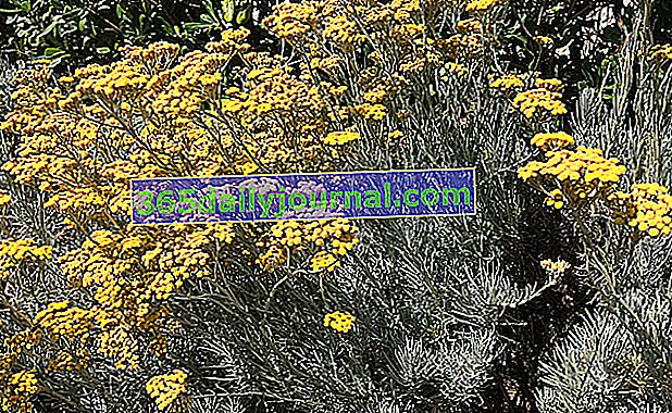 helichrysum es ideal para jardines de rocas