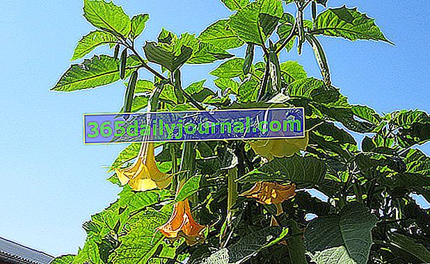 Brugmansia или Arborescent Datura, ангелска тръба