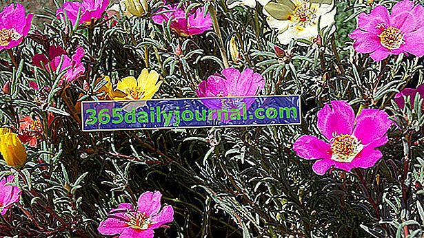 Verdolaga de flores grandes (Portulaca grandiflora)