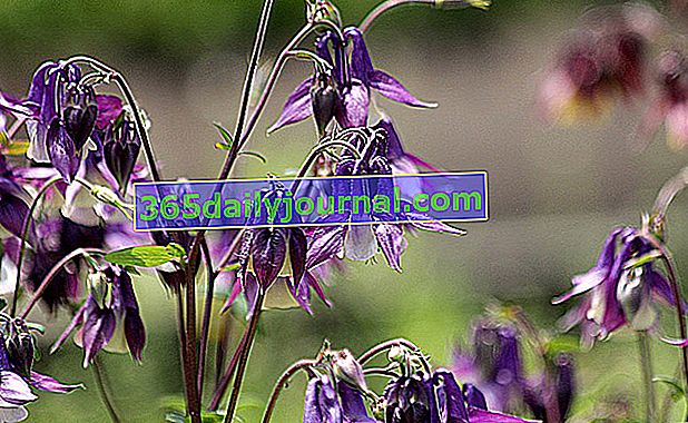 Columbine (Aquilegia), enostaven za gojenje cvet
