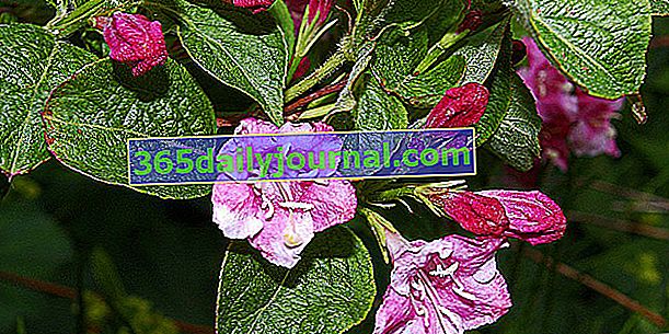 Вейгелия (Weigela), куст с розовыми весенними цветами