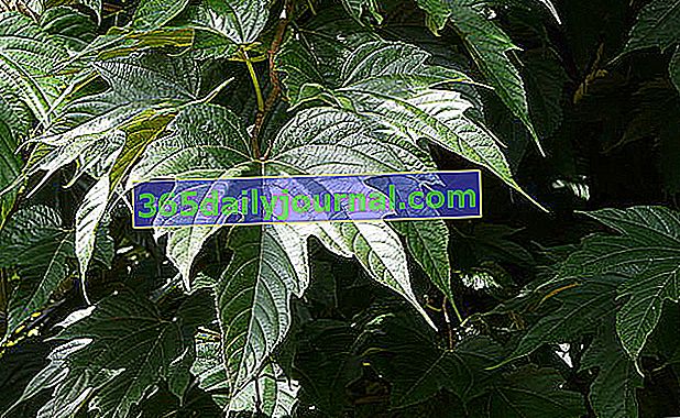 Platan morwa (Morus bonbycis lub Morus kagayamae), drzewo w ogrodzie