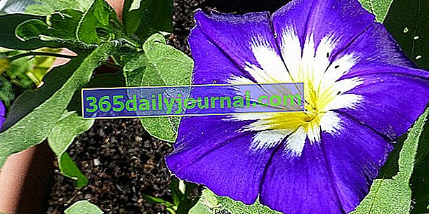 Belle de jour (Convolvulus tricolor), ki cveti samo podnevi