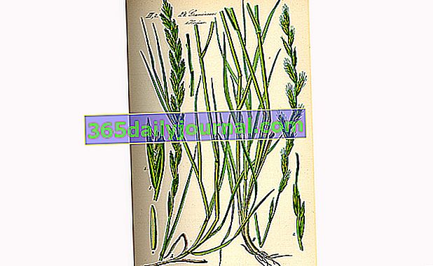 Ryegrass perenne (Lolium perenne) para césped