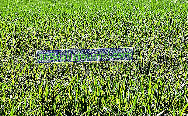 Ryegrass (Lolium spp.) Para un césped todo terreno