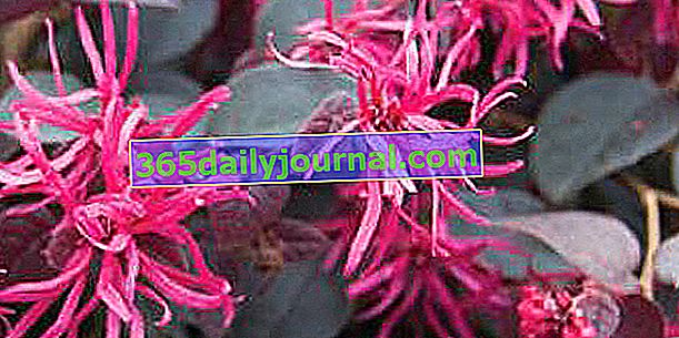 Čínský loropetal (Loropetalum chinense) vždyzelený keř