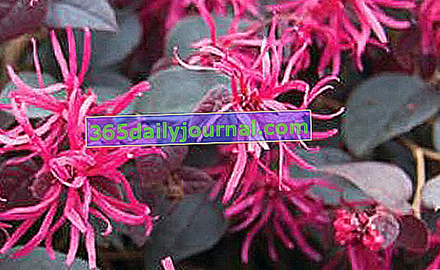 Kineski loropetal (Loropetalum chinense)