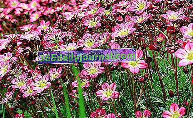 Saxifrage (saxifraga): идеално растение за алпинеум