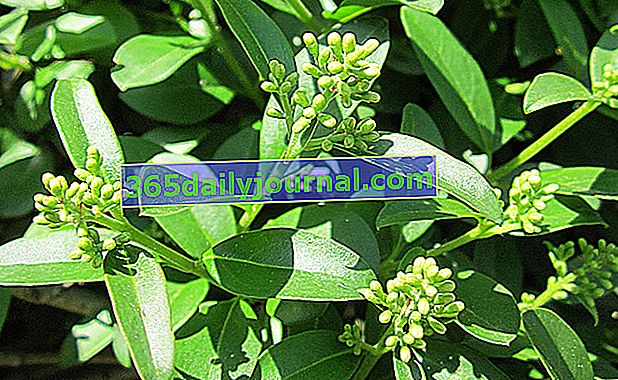 biber (Ligustrum spp.) za postojanu živicu