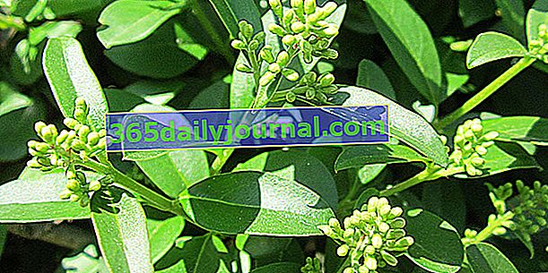 Бирючина (Ligustrum spp.) Для стійкої живоплоту