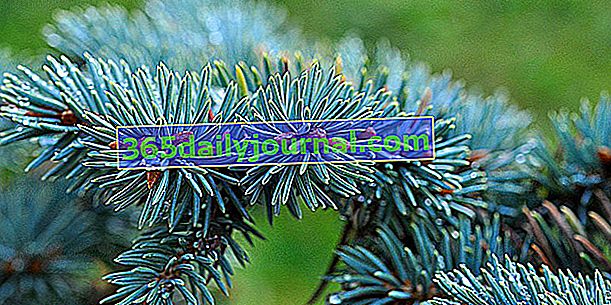 Abeto azul (Abies nobilis), con follaje verde azulado