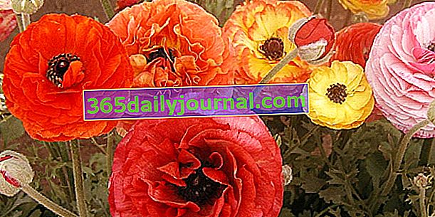 Лютик (Ranunculus asiaticus), лютик цветоводов