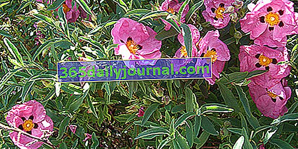Cistus (Cistus), cvjetni grm makije